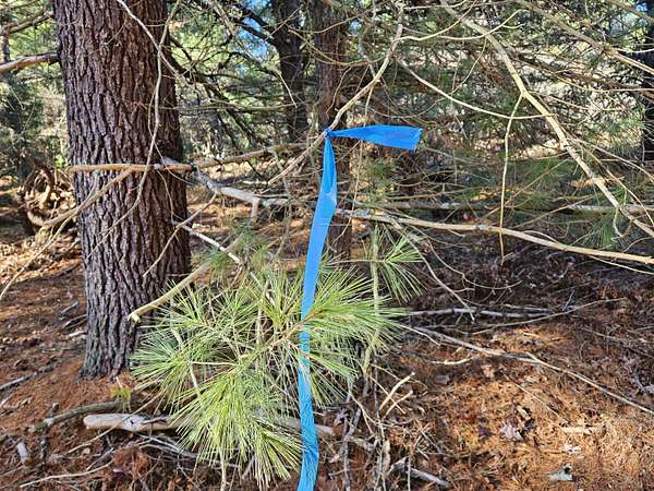 5 Acres of Land for Sale in Baldwin, Michigan