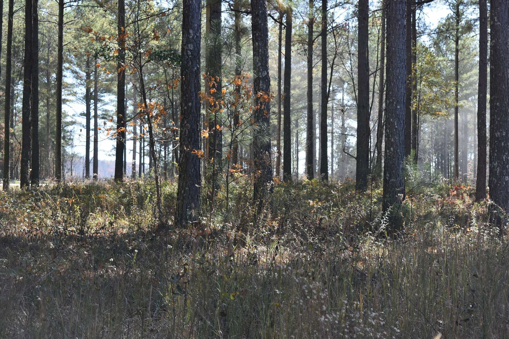 1.38 Acres of Residential Land for Sale in Haletown, Tennessee