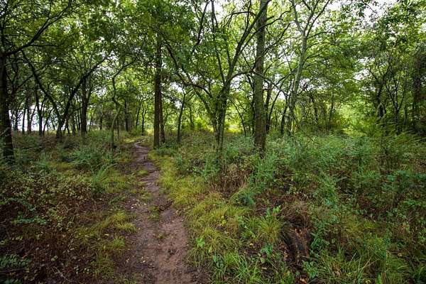 20 Acres of Agricultural Land for Auction in Byars, Oklahoma