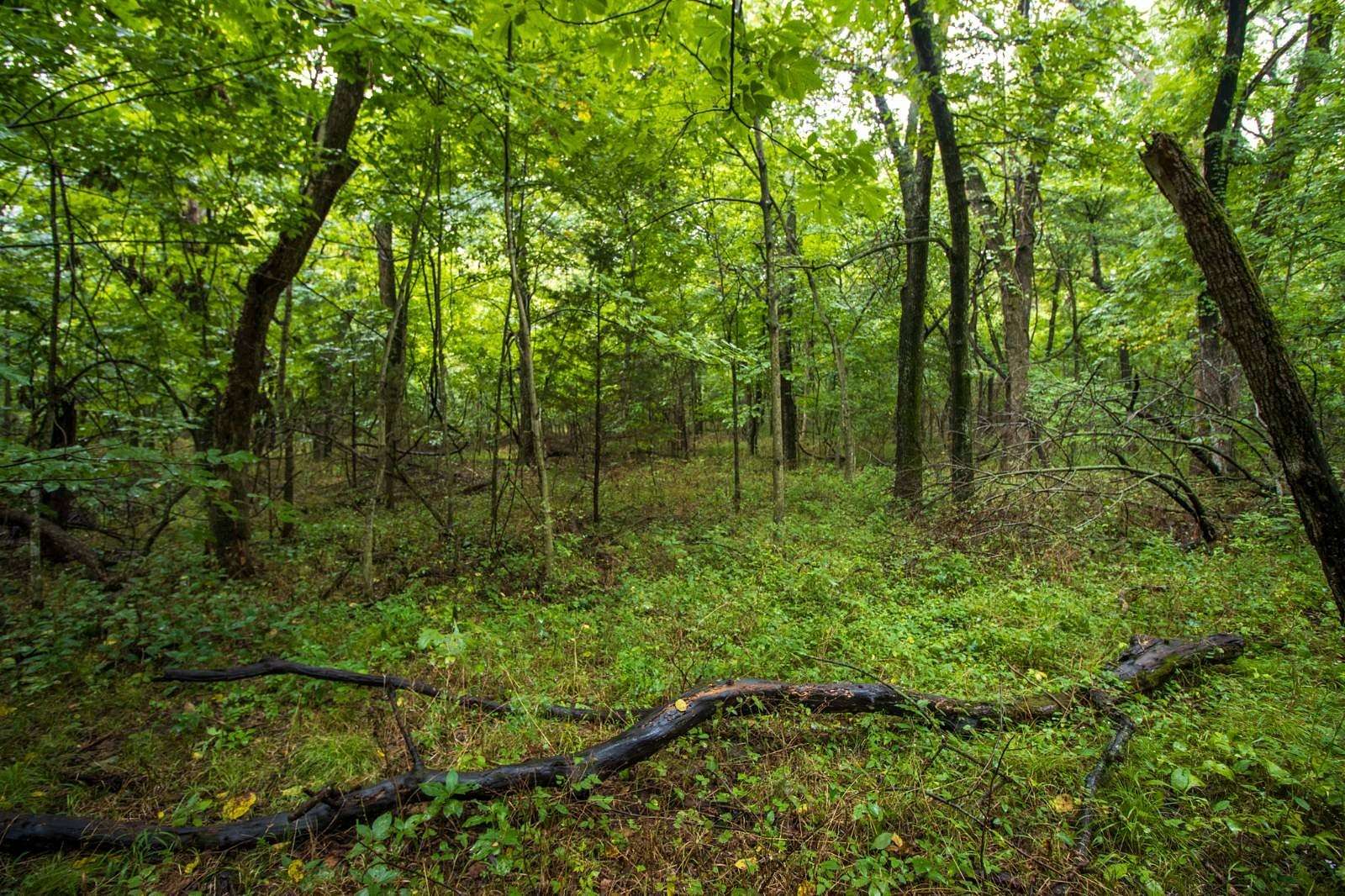 16 Acres of Land for Auction in Byars, Oklahoma