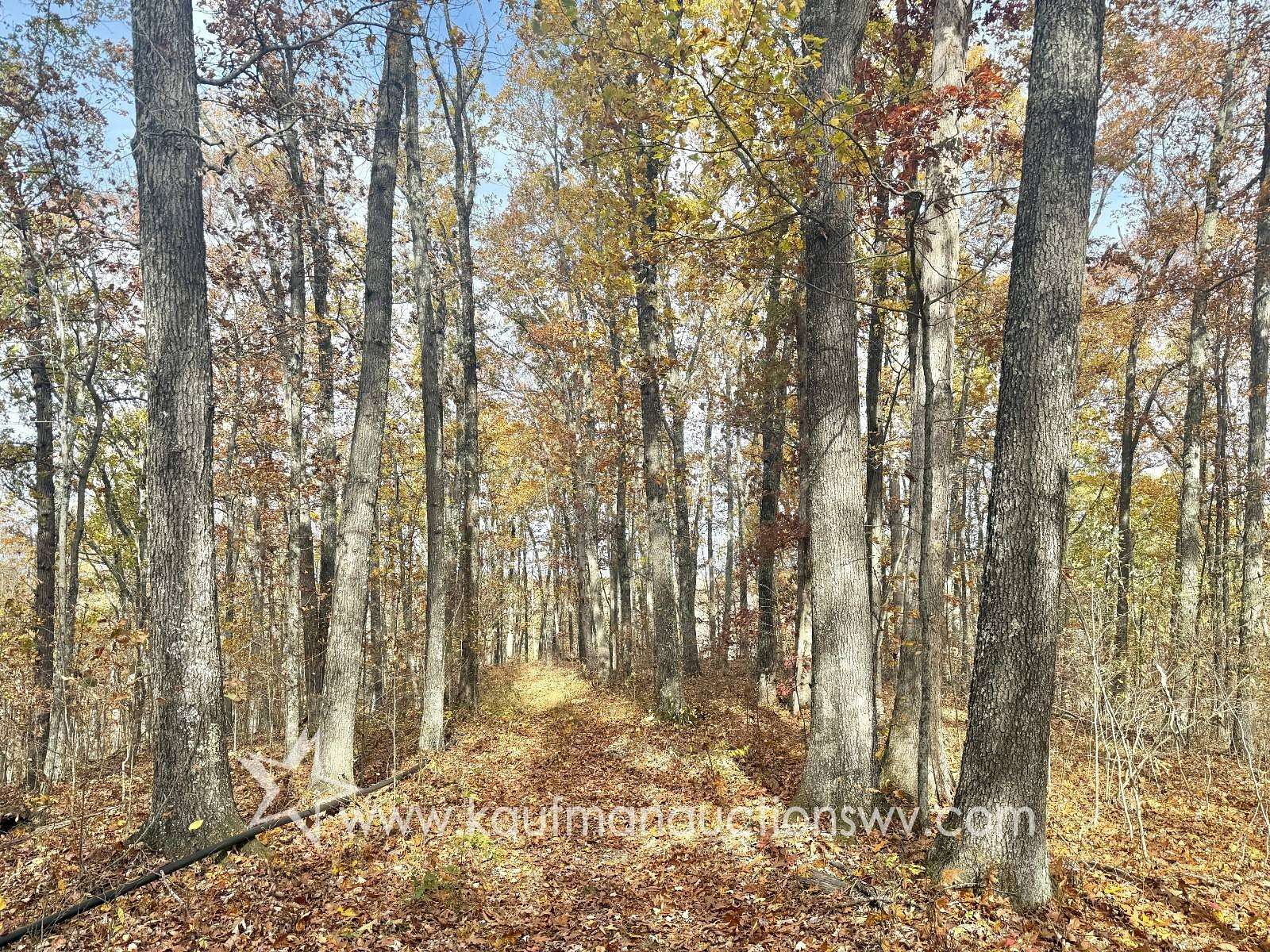 56.3 Acres of Recreational Land for Auction in Coxs Mills, West Virginia