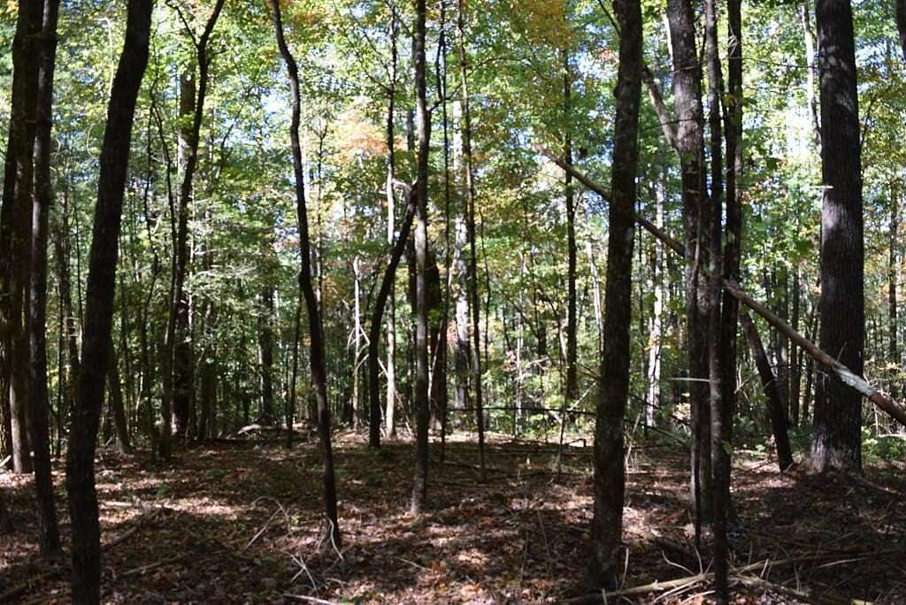 33 Acres of Agricultural Land for Sale in Ellijay, Georgia
