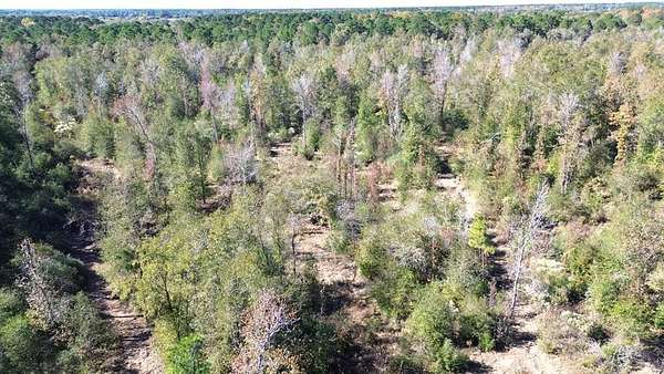 41.2 Acres of Recreational Land for Sale in Lovelady, Texas