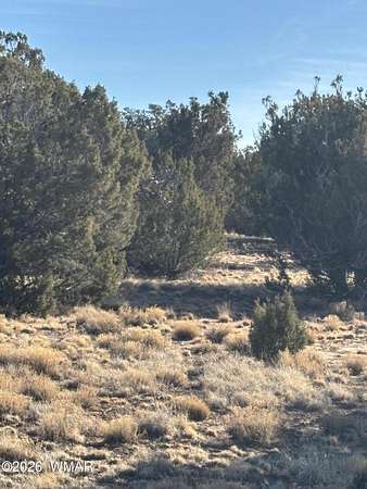 1 Acre of Residential Land for Sale in Concho, Arizona