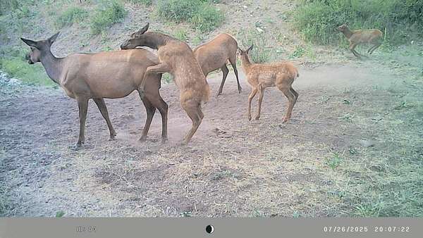 321 Acres of Recreational Land for Sale in Rifle, Colorado