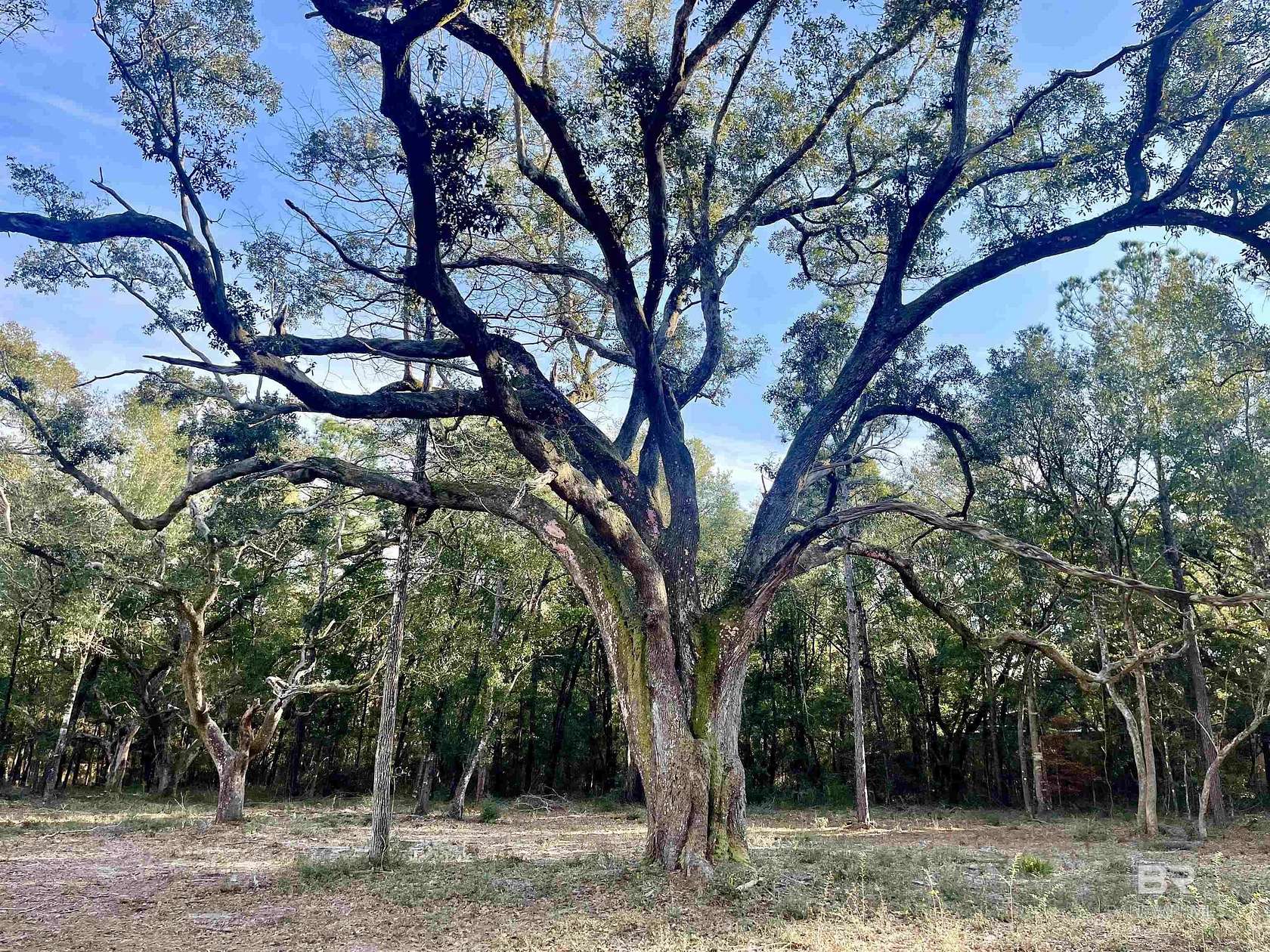 49.6 Acres of Recreational Land for Sale in Foley, Alabama