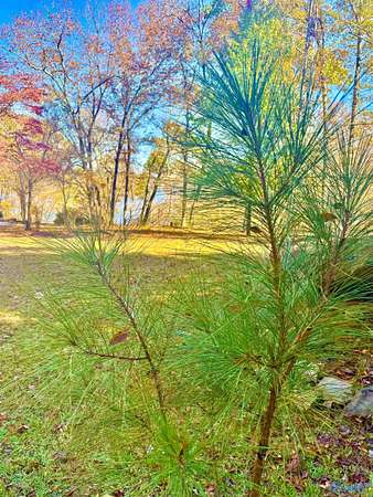 0.71 Acres of Residential Land for Sale in Bremen, Alabama