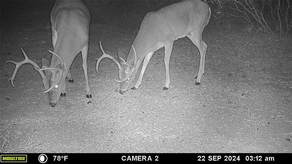 74.8 Acres of Land for Sale in Brownwood, Texas