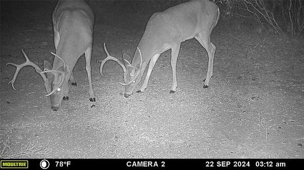 74.8 Acres of Land for Sale in Brownwood, Texas