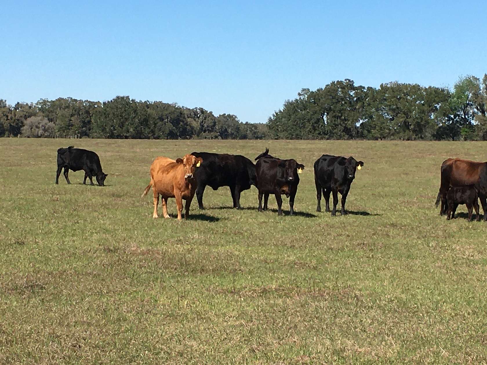 1.5 Acres of Land with Home for Lease in Mims, Florida