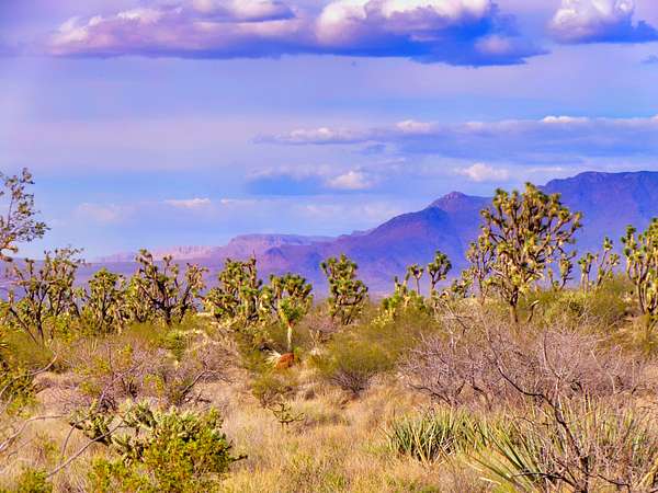 1 Acre of Residential Land for Sale in Dolan Springs, Arizona