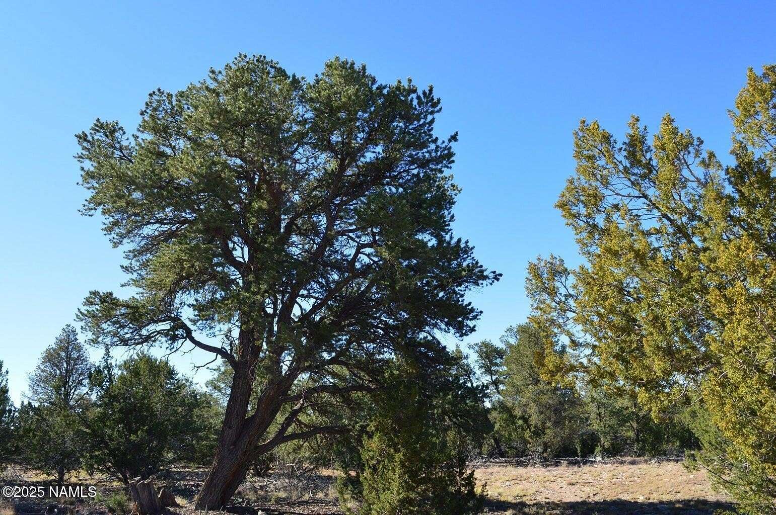 12 Acres of Recreational Land for Sale in Williams, Arizona