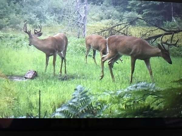 40 Acres of Recreational Land for Sale in Evart, Michigan