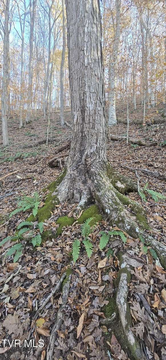 60.5 Acres of Land for Sale in Eidson, Tennessee