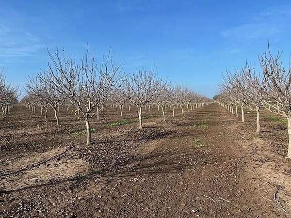 13.6 Acres of Land for Sale in Terra Bella, California