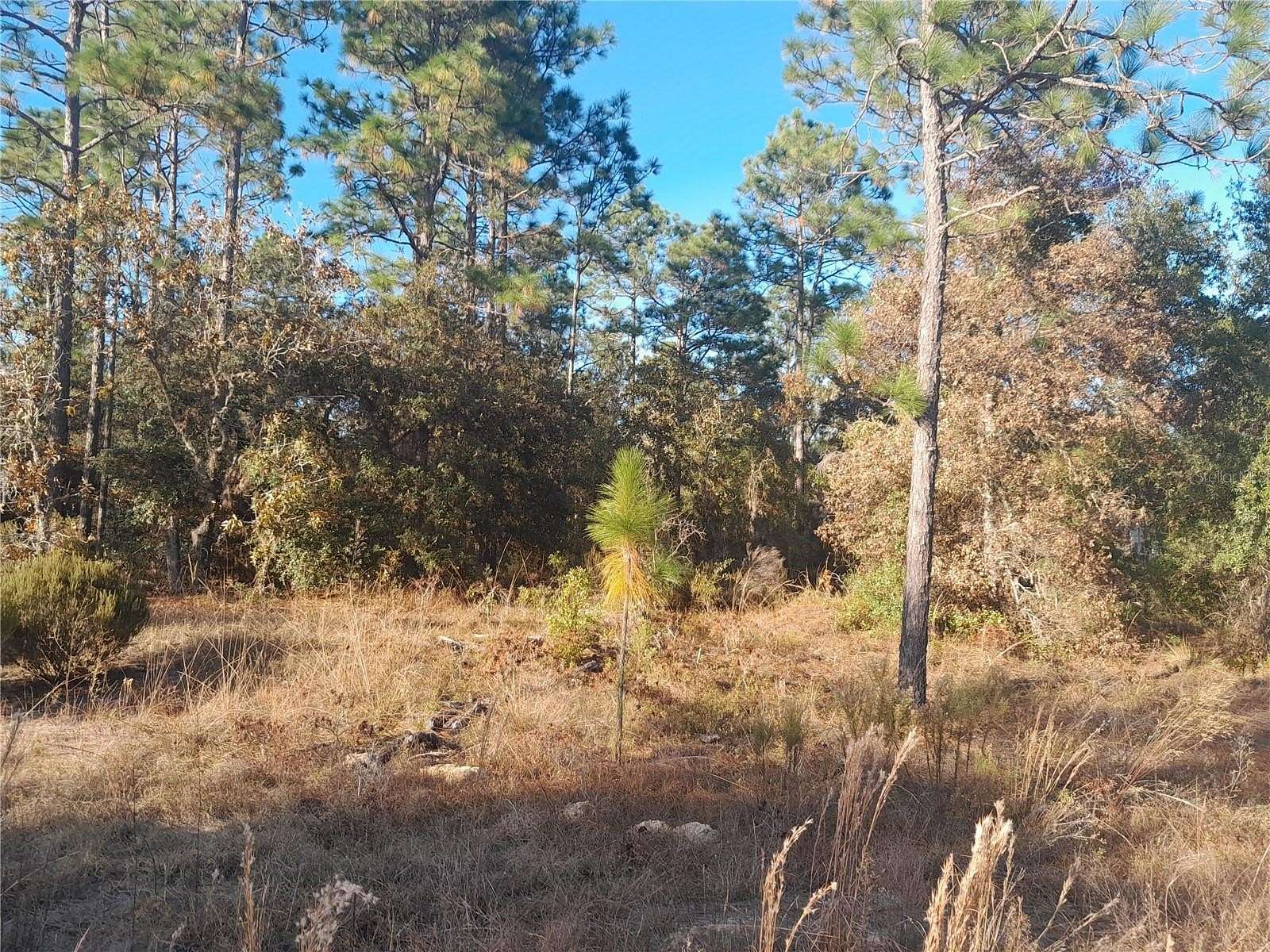 2.55 Acres of Residential Land for Sale in Williston, Florida