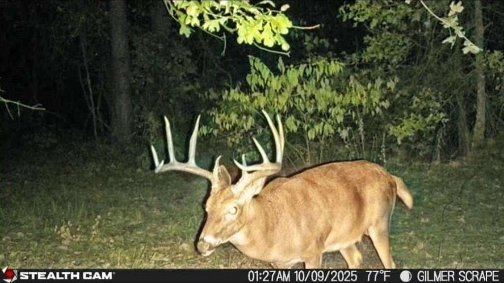 132 Acres of Recreational Land & Farm for Sale in Gilmer, Texas