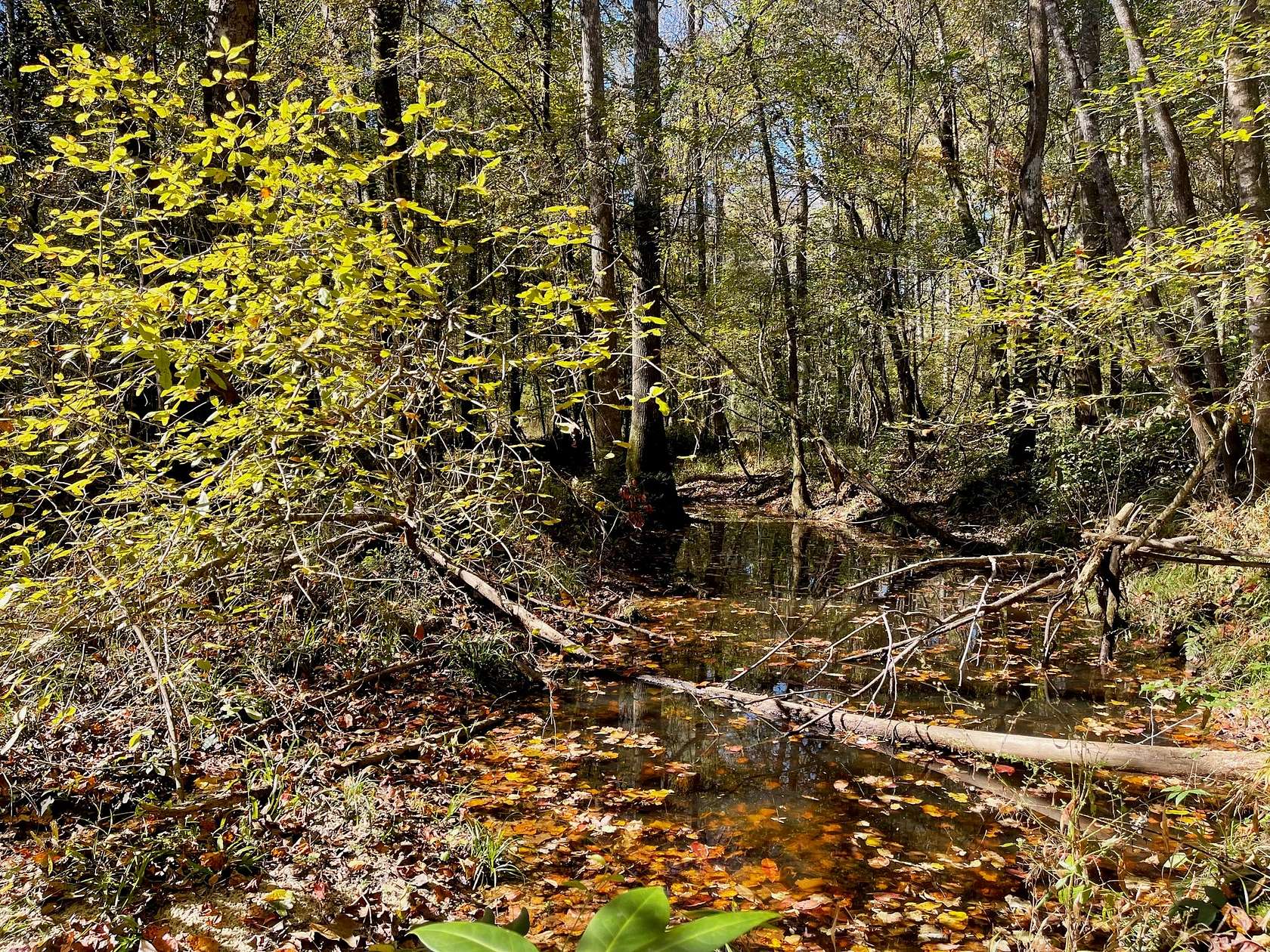 45 Acres of Recreational Land for Sale in Collins, Mississippi