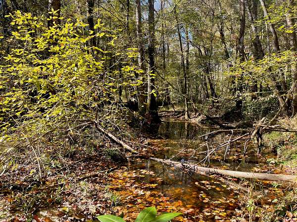 45 Acres of Recreational Land for Sale in Collins, Mississippi