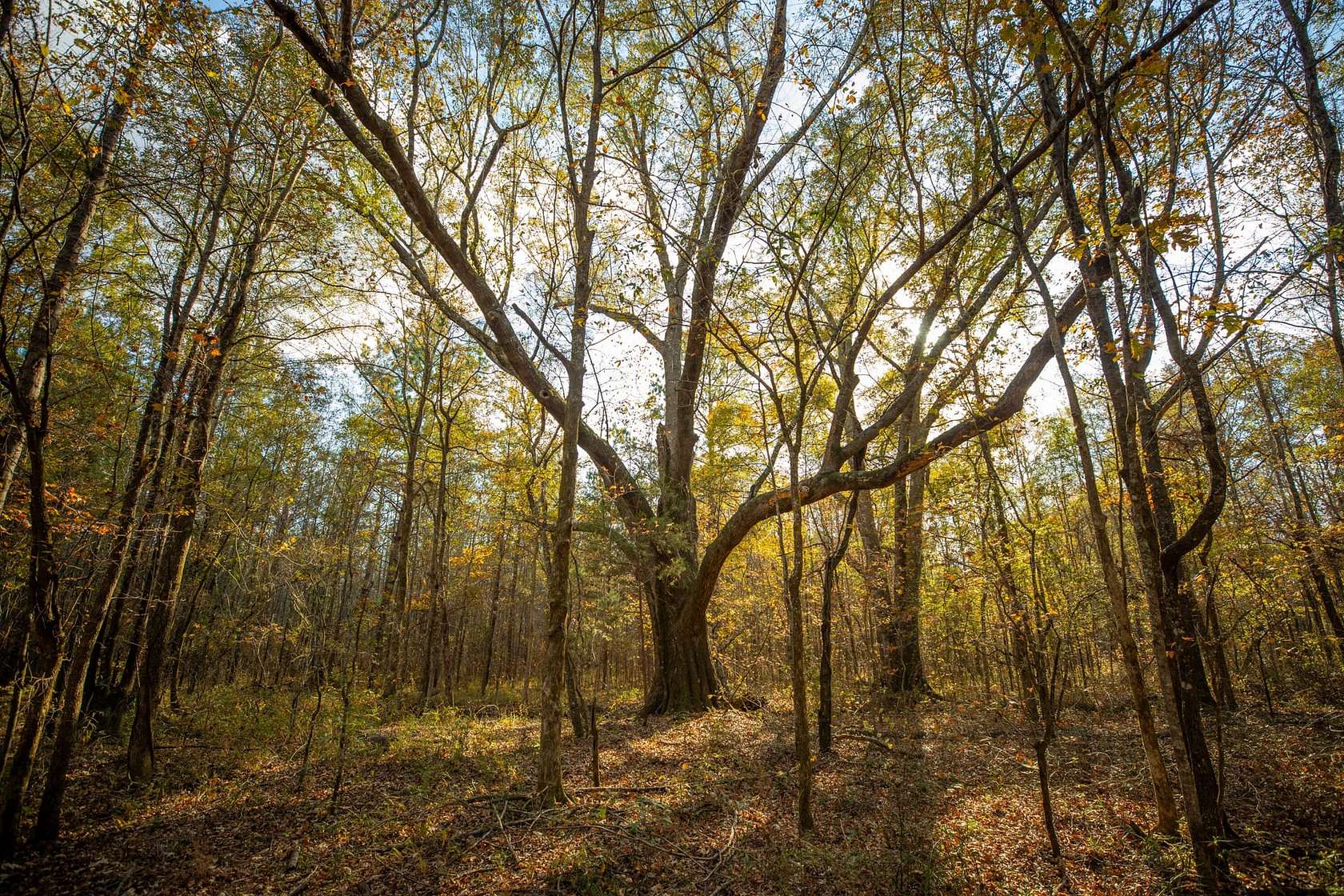 148 Acres of Recreational Land for Sale in Pheba, Mississippi