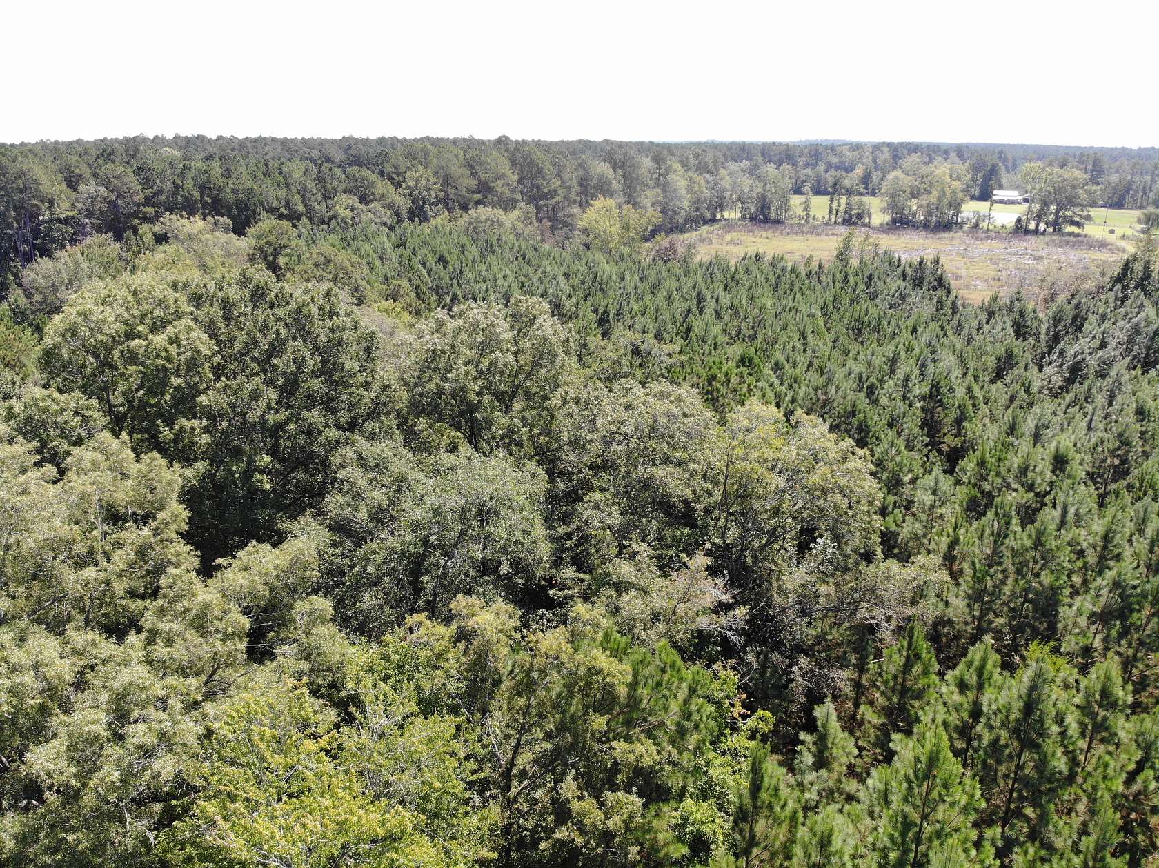 50 Acres of Recreational Land & Farm for Sale in Baconton, Georgia