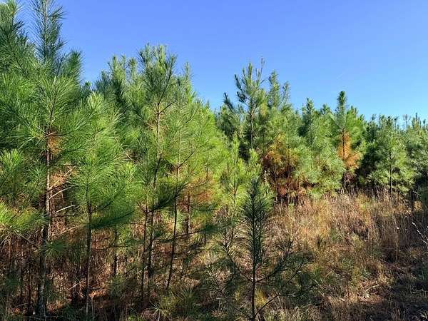 17.6 Acres of Land for Sale in Abbeville, Alabama