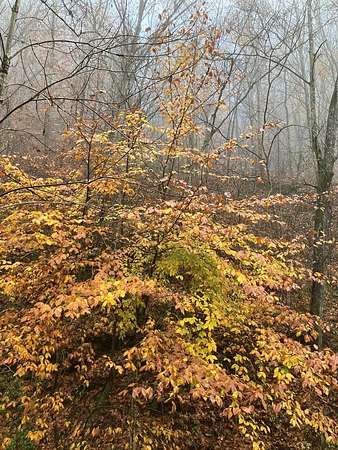 24 Acres of Land for Sale in Garrett, Kentucky