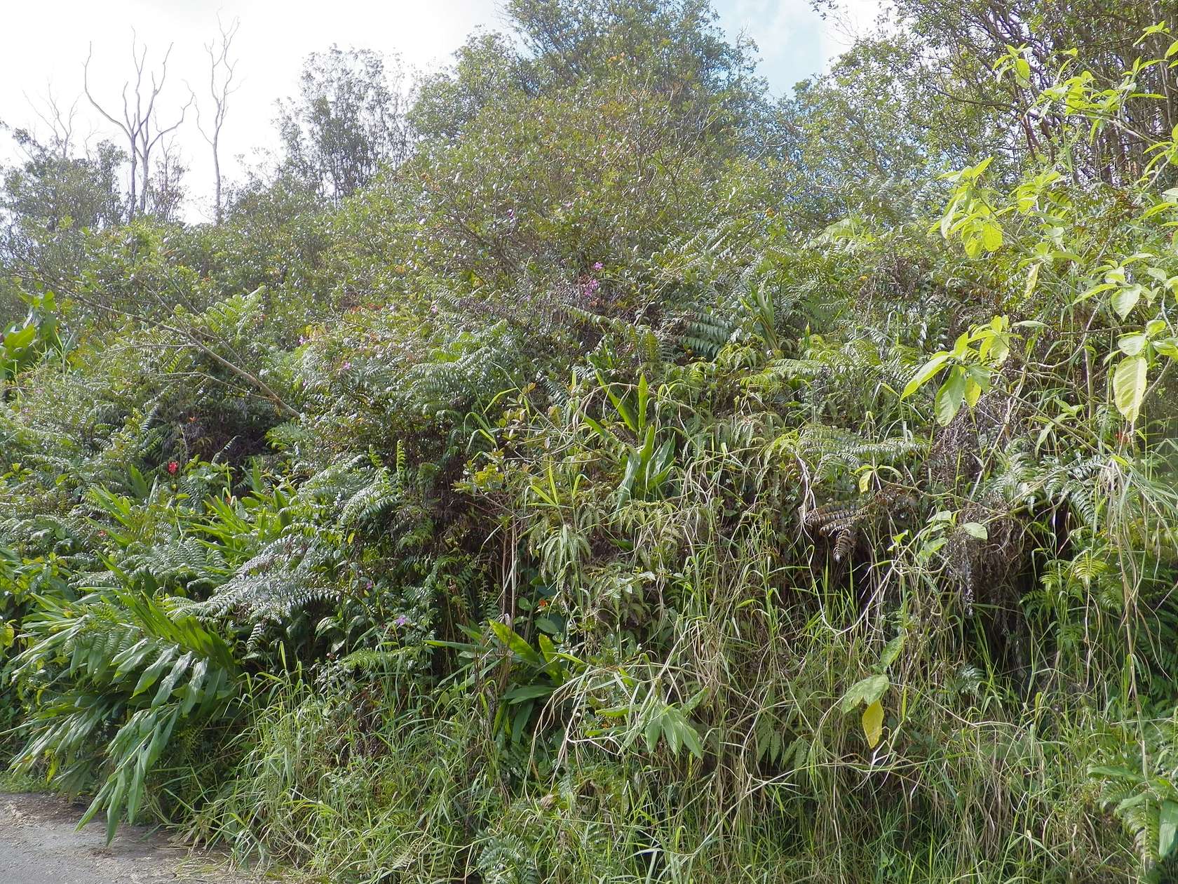 0.19 Acres of Residential Land for Sale in Volcano, Hawaii