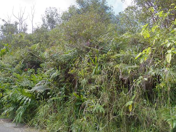 0.19 Acres of Residential Land for Sale in Volcano, Hawaii