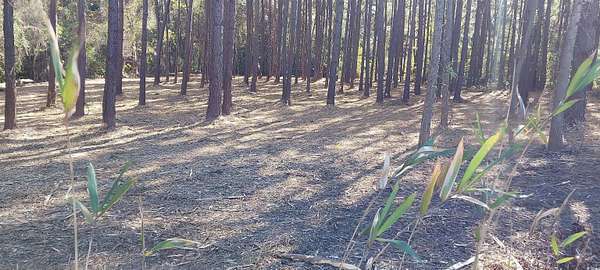 3.12 Acres of Residential Land for Sale in Mullins, South Carolina