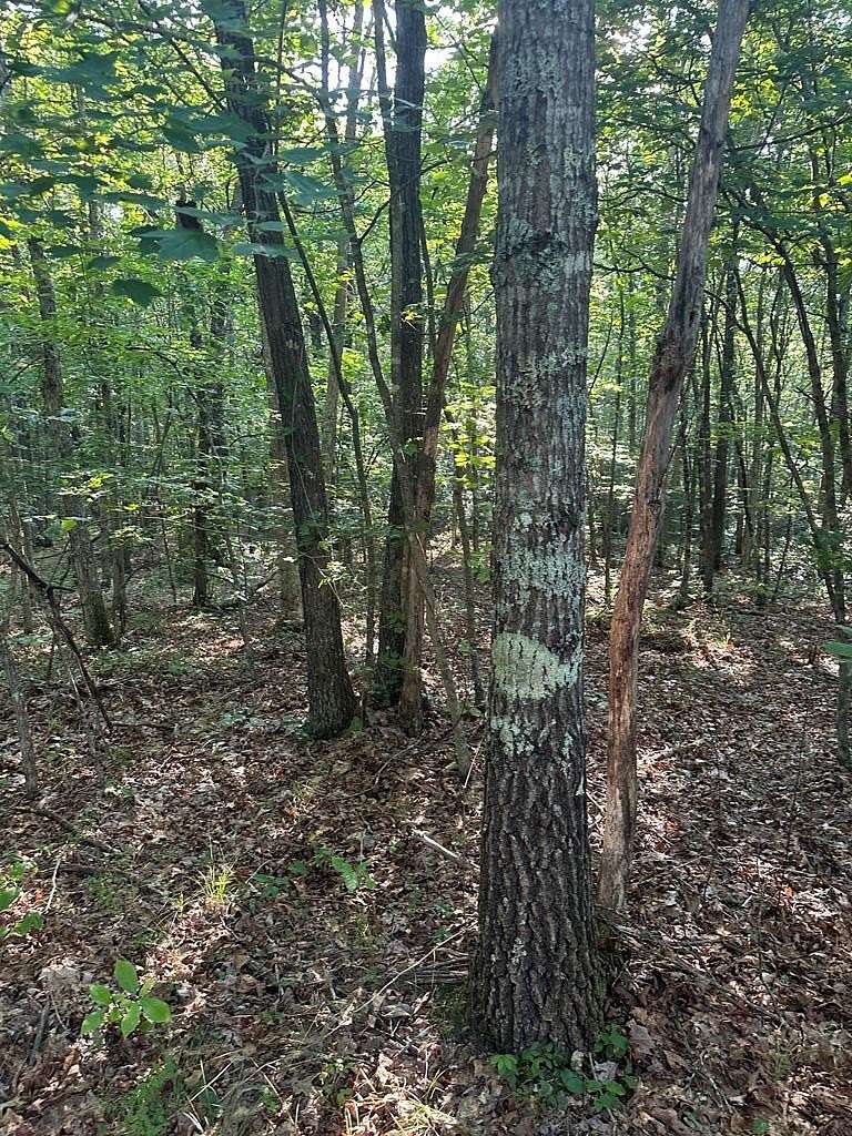 5.59 Acres of Residential Land for Sale in Wilder, Tennessee