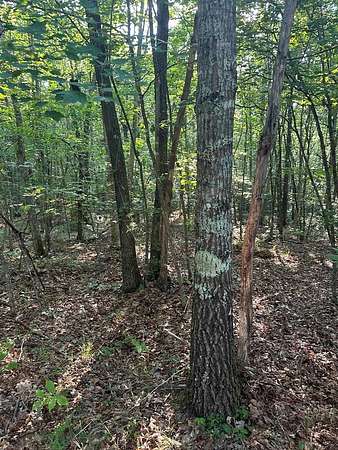 5.59 Acres of Residential Land for Sale in Wilder, Tennessee
