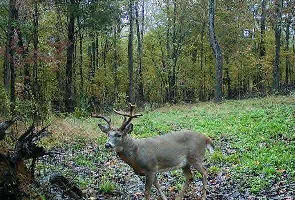 41 Acres of Recreational Land with Home for Sale in Golconda, Illinois