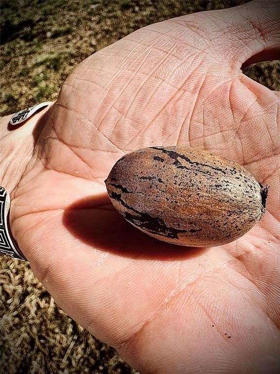 0.2 Acres of Residential Land for Sale in Paris, Texas