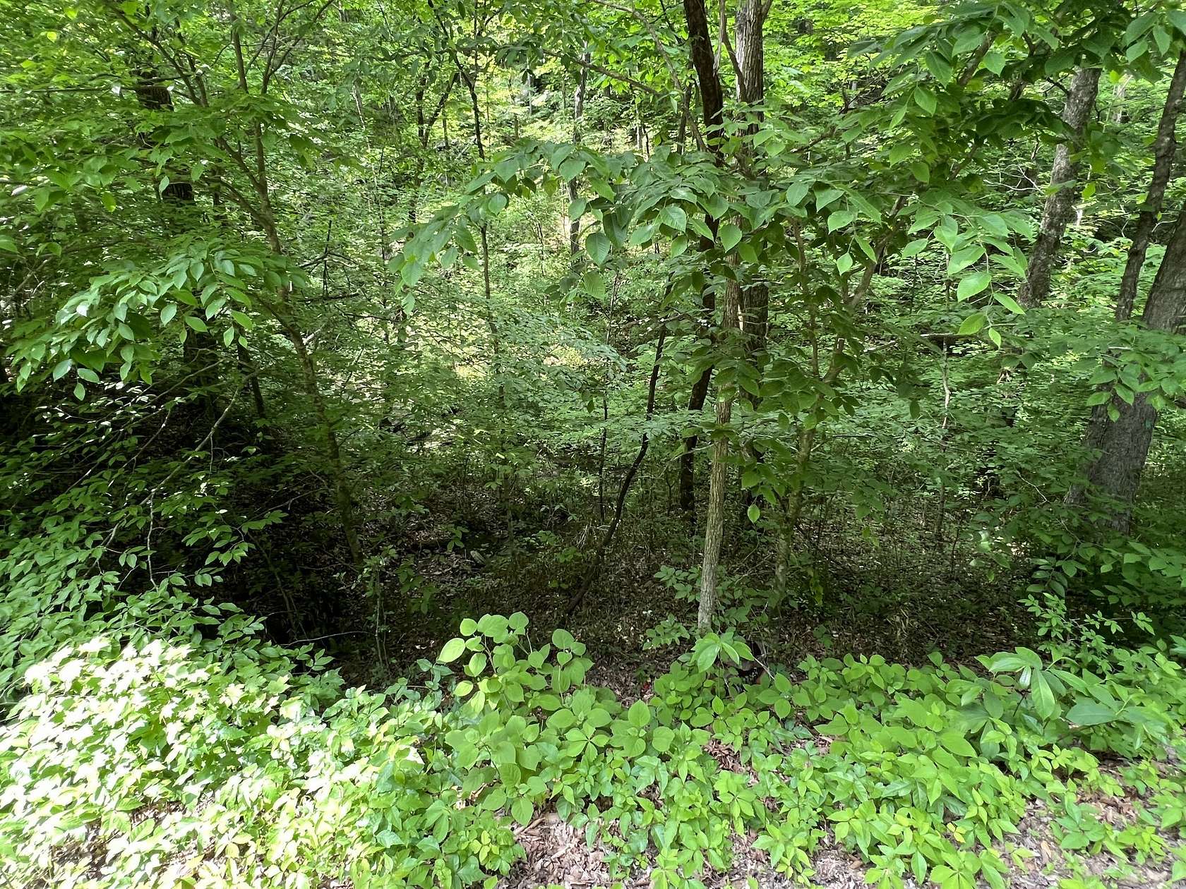 11.4 Acres of Land for Sale in Whites Creek, Tennessee