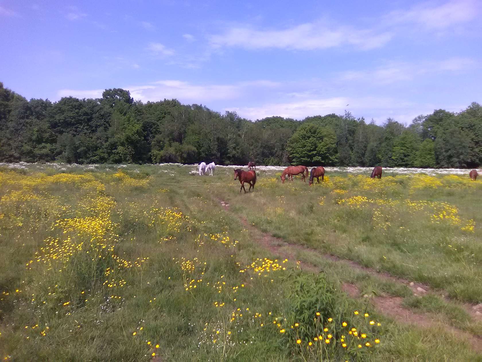 20 Acres of Land for Lease in New Braintree, Massachusetts