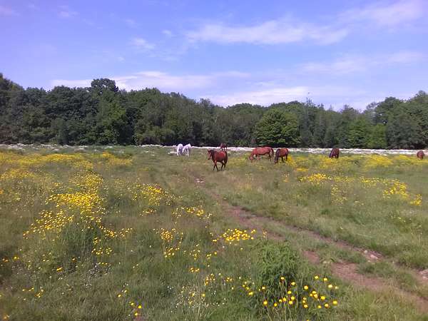 20 Acres of Land for Lease in New Braintree, Massachusetts