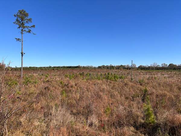 228 Acres of Land for Sale in St. Matthews, South Carolina