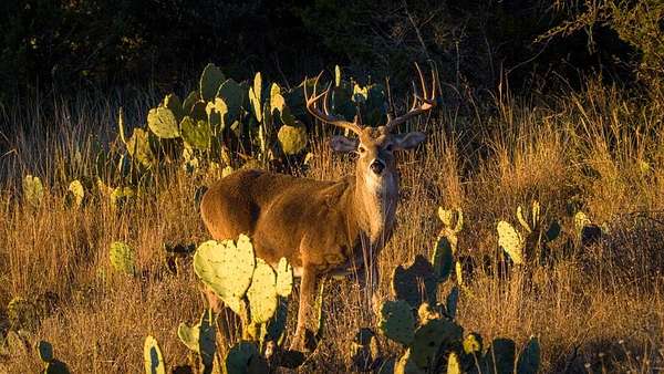35 Acres of Agricultural Land for Sale in Mason, Texas