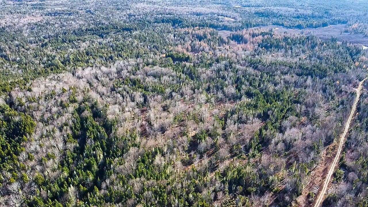 81.5 Acres of Recreational Land for Sale in Whiting, Maine