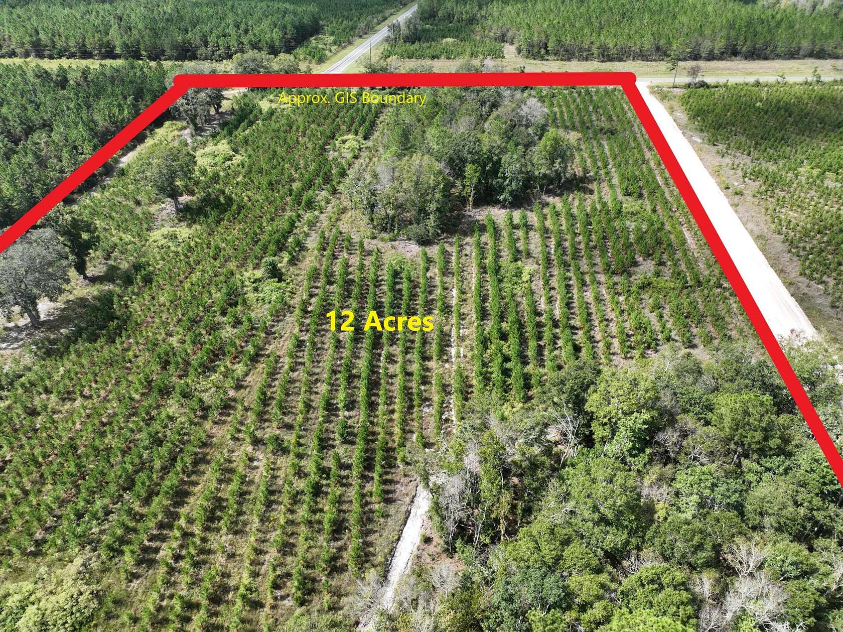12 Acres of Recreational Land for Sale in Waycross, Georgia