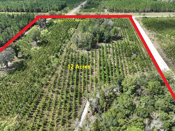 12 Acres of Recreational Land for Sale in Waycross, Georgia