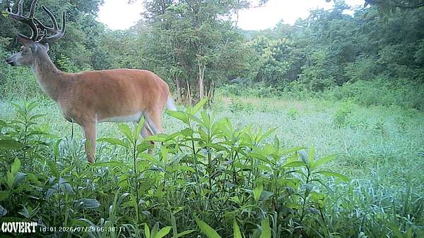 55 Acres of Recreational Land for Sale in Reedsville, Ohio
