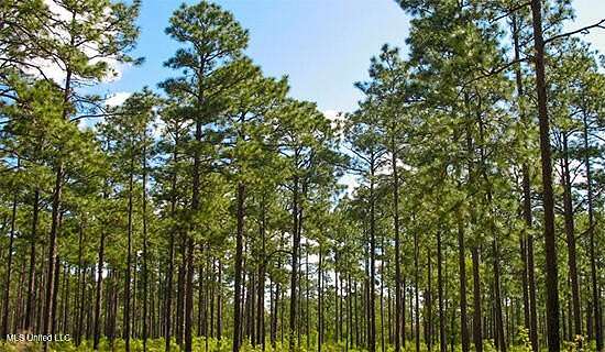 111 Acres of Recreational Land for Sale in Ruth, Mississippi