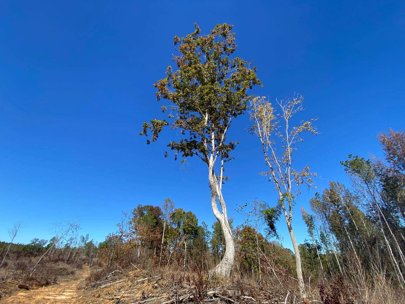 20 Acres of Recreational Land for Sale in North Perry, Alabama