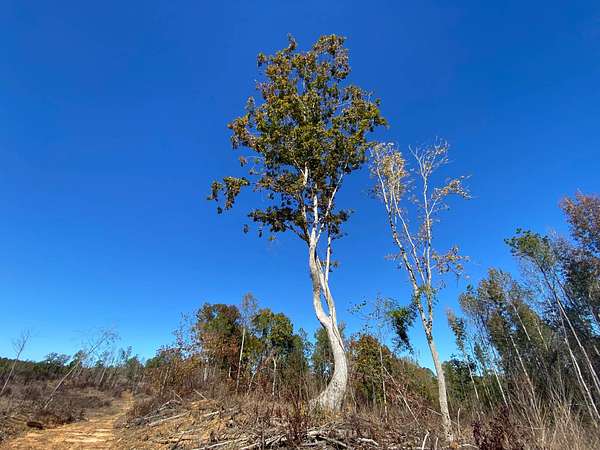 20 Acres of Recreational Land for Sale in North Perry, Alabama