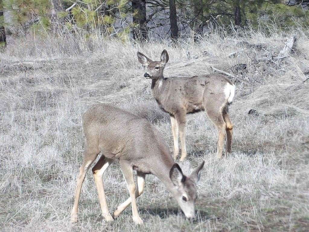 10 Acres of Recreational Land for Sale in Davenport, Washington