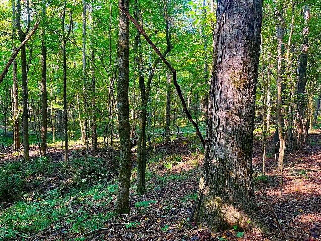 37.8 Acres of Recreational Land for Sale in Wesson, Mississippi