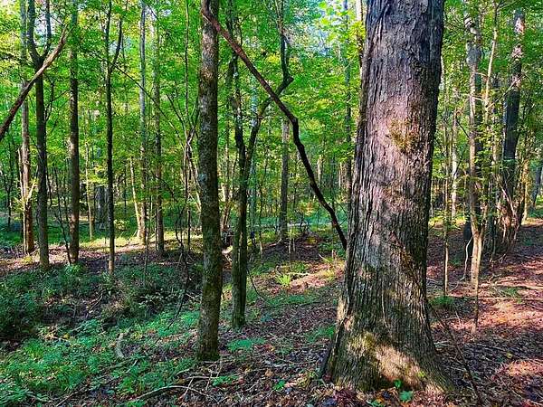 37.8 Acres of Recreational Land for Sale in Wesson, Mississippi