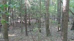 2 Acres of Land for Sale in Great Cacapon, West Virginia